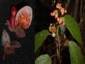 Acranthera Hoangii Hareesh & T.a. Le (Loài Mới Cho Khoa Học)
