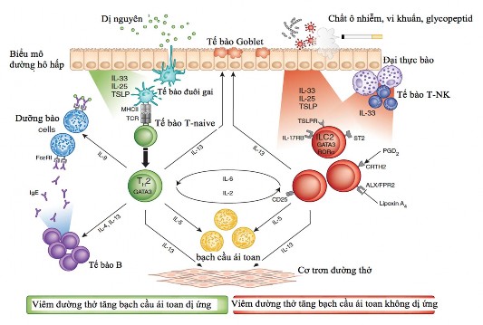 Hình 1 1 Hai cơ chế viêm đường hô hấp có tăng bạch cầu ái toan Nguồn Brusselle 1