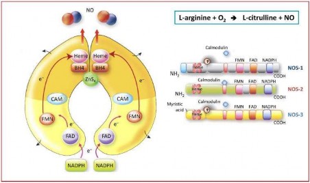 Hình 1 4 Sơ đồ biểu diễn sinh tổng hợp oxid nitric NO bằng việc chuyển L 1