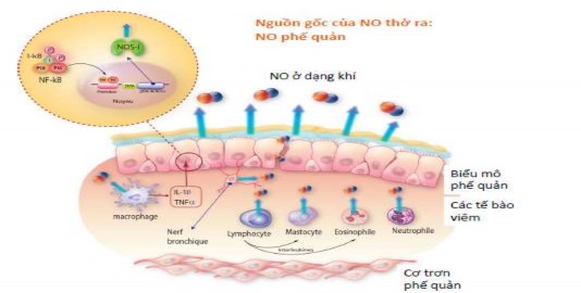 Hình 1 5 Nguồn gốc của oxid nitric tại phế quản Nguồn Dinh Xuan A et al 2015 61 1 5 2