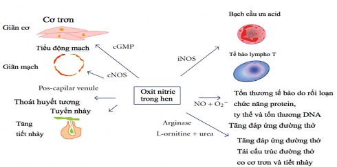 Hình 1 6 Tác động kép của oxid nitric trong bệnh lý học hen phế quản Nguồn 3