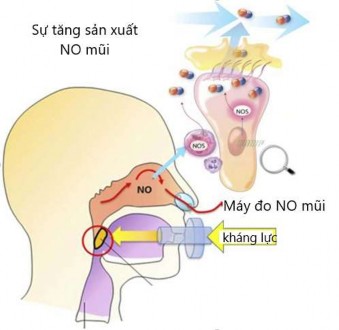 Hình 1 7 Nguồn gốc và nguyên lý đo oxid nitric mũi Nguồn Duong Quy S 2019 74 1 5 5 4 1