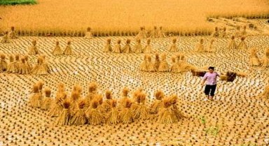 Hình ảnh 3 Ngày mùa Hình ảnh 1 2 3 được tác giả luận văn sưu tầm từ báo 3