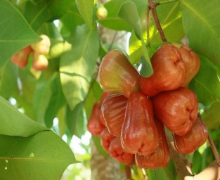 Hình 2 11 Vườn trái cây Nam Bộ 15