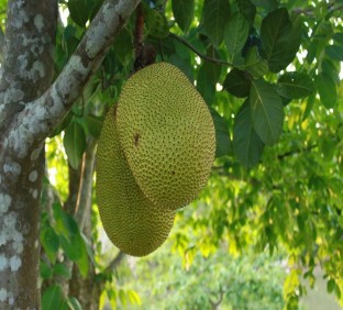 Hình 2 11 Vườn trái cây Nam Bộ 16