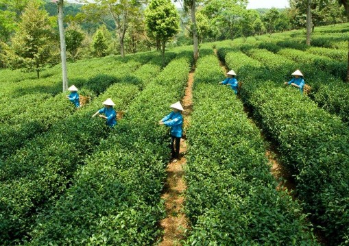 Hình 2 4 Công nhân đang hái chè Ô Long 2 5 Nhà nghỉ Anh Đào Hình 2 6 Khu cắm trại 5