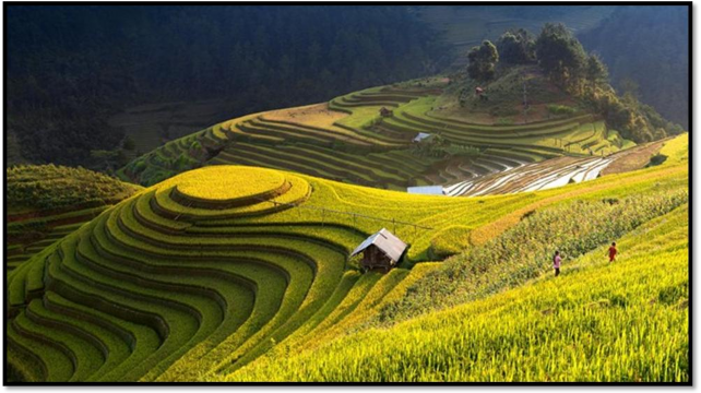 Hình 04 Mù Cang Chải mùa lúa chín Hình 05 Mùa hoa cải trắng Mộc Châu Hình 06 Chinh 4