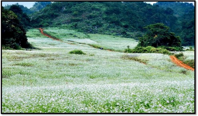 Hình 05 Mùa hoa cải trắng Mộc Châu Hình 06 Chinh phục Khám phá Đoàn kết Yêu 5