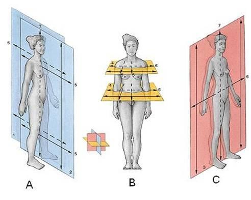A Mặt phẳng đứng dọc B Mặt phẳng nằm ngang C Mặt phẳng đứng ngang 2 4 2