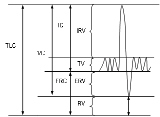 Khoảng 5lít Hình thể tích và dung tích thở 1 4 Vai trò của màng phổi – Màng 1