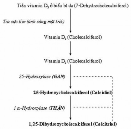 Sơ đồ 1 Hình thành dạng hoạt tính của Vitamin D GIẢI PHẪU – SINH LÝ SINH DỤC 1
