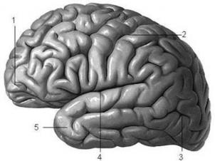 Hình 17 5 Mặt ngoài đại não 1 Thùy trán 2 Rãnh trung tâm 3 Thùy chẩm 4 Rãnh bên 1