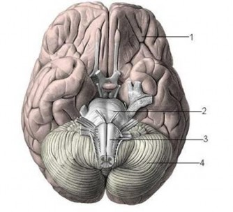 Hình 17 6 Mặt dưới đại não 1 Thùy trán 2 Cầu não 3 Hành não 4 Tiểu não 2