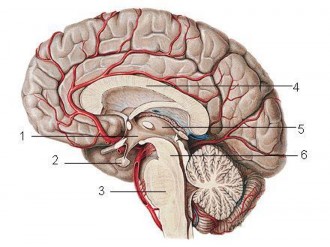 Hình 17 7 Mặt trong đại não 1 Vùng hạ đồi 2 Tuyến yên 3 Cầu não 4 Thể chai 5 3