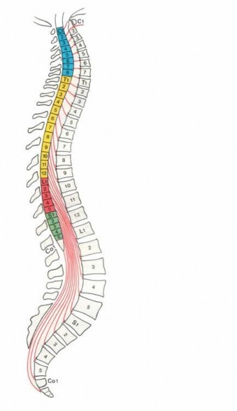 Hình Tủy gai vị trí và các đoạn cong b Hình thể trong Chất xám do các 4