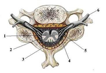 Hình 17 2 Tủy gai 1 Chất xám 2 Chất trắng 3 Màng não tuỷ 4 Rễ sau của dây 5