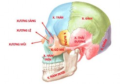 Xương đơn xương trán xương sàng xương bướm xương chẩm Xương đôi xương 1