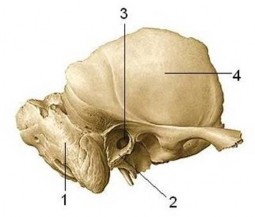 Hình 3 3 Xương thái dương 1 Phần đá 2 Phần nhĩ 3 Lỗ ống tai ngoài 4 Phần trai 2