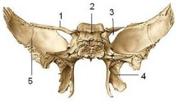 Hình 3 4 Xương bướm 1 Cánh nhỏ 2 thân xương bướm 3 Khe ổ mắt trên 4 Mỏm 3