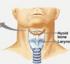 Là mọ ̂ t xu ̛ ơng nhỏ ở nền miẹ ̂ ng thuọ ̂ c vùng cổ và nằm phía trên 4
