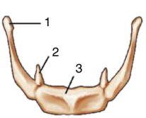 1 Sừng lớn 2 Sừng bé 3 Thân xu ̛ ong Hình Xu ̛ o ̛ ng móng mạ ̆ t trên ngoài II 5