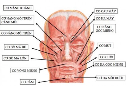 Đu ̛ ờng giữa ngang du ̛ ới cằm thu ̛ ờng liên tục với co ̛ tam giác môi 6