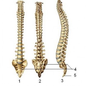 Hình 4 1 Cột sống 1 Nhìn từ trước 2 Nhìn từ sau 3 Nhìn từ phía bên 4 Xương 1
