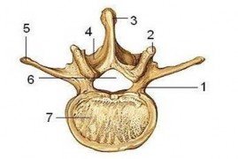 Hình 4 2 Cấu tạo chung một đốt sống 1 Cuống cung đốt sống 2 Mỏm khớp 3 Mỏm 2