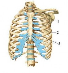 2 1 Xương sườn Hình 4 3 Lồng ngực 1 Xương ức 2 Xương sườn 3 Sụn sườn 3