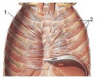 Hình 9 1 Thành ngực trước nhìn từ phía sau 1 Cơ ngang ngực 2 Cơ gian sườn 4