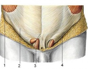 Hình 9 3 Ống bẹn 1 Cơ chéo bụng ngoài 2 Cân cơ chéo bụng ngoài 3 Thừng tinh 4 6
