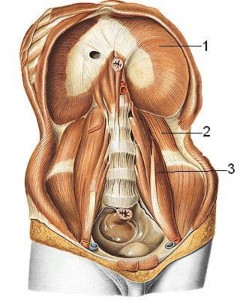 Hình 9 4 Cơ hoành và cơ thành bụng sau 1 Cơ hoành 2 Cơ vuông thắt lưng 3 Cơ 7