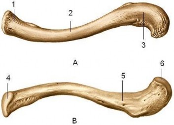 Hình 5 1 Xương đòn A Mặt trên B Mặt dưới 1 Đầu ức 2 Thân xương 3 Đầu 8