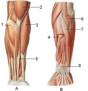 Hình 10 3 Các cơ cẳng tay tay trái A Nhìn trước B Nhìn sau 1 Cơ gan tay dài 2 Cơ 7