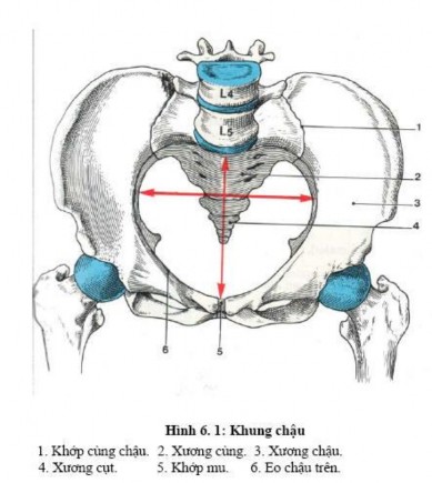 2 Xương đùi Xương đùi là một xương dài gồm có thân và hai đầu 2 1 Thân 1