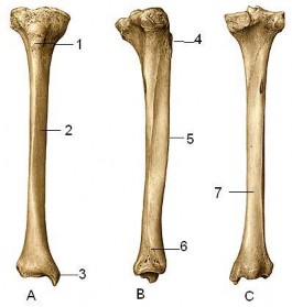 Mặt trên mỗi lồi cầu có một diện khớp trên tương ứng để tiếp khớp 3