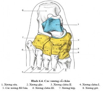 II CƠ CHI DƯỚI 1 Cơ vùng mông Vùng mông là một vùng có nhiều mạch máu và 4