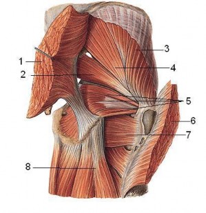 Hình Các cơ vùng mông 1 và 6 Cơ mông lớn 2 Cơ hình lê 3 Cơ mông nhỡ 4 Cơ mông 5