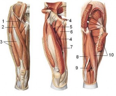 Hình 10 5 Các cơ vùng đùi 1 Cơ thắt lưng chậu 2 Cơ may 3 Cơ tứ đầu 4 Cơ khép 6