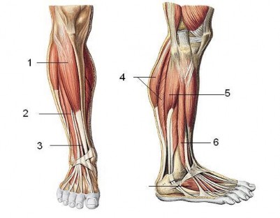 Hình 10 6 Các cơ vùng cẳng chân 1 Cơ chày trước 2 Cơ duỗi các ngón dài 3 Cơ 1