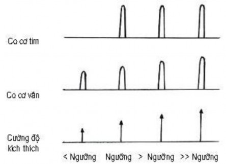 Hình đường ghi co cơ tim và co cơ vân theo cường độ kích thích Với những kích 1