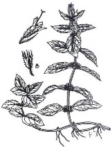 BẠC HÀ Bộ phận dùng là toàn cây mang cành lá bắt đầu ra hoa loại bỏ rễ 3