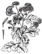 CÚC HOA Bộ phận dùng là cụm hoa đã chế biến và làm khô của cây Cúc hoa vàng 4