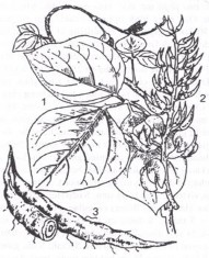 CÁT CĂN Bộ phận dùng là rễ củ đã phơi hay sấy khô của cây Sắn dây có tên 5