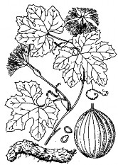 THIÊN HOA PHẤN Bộ phận dùng là rễ củ đã làm khô của cây Qua lâu có tên khoa 1