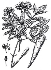 BẠCH CHỈ Bộ phận dùng là rễ phơi hoặc sấy khô của cây Bạch chỉ có tên 2