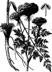 PHÒNG PHONG Bộ phận dùng Dùng rễ của cây Xuyên Phòng phong Ligusticum brachylobum 3