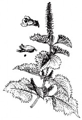 TÔ DIỆP Bộ phận dùng Dùng lá Tô diệp cành Tô ngạnh hạt Tô tử thu hái từ 4