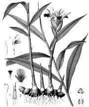 CAN KHƯƠNG Bộ phần dùng Dùng thân rễ của cây Gừng Zingiber officinale Rose họ 5