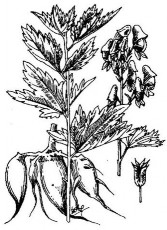 Đặc điểm tùy theo cách chế biến mà ta có hắc phụ hay bạch phụ Cách chế 6